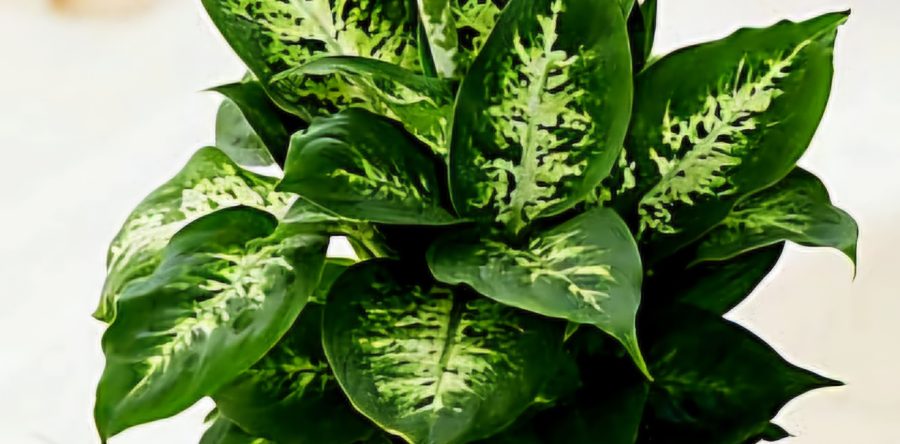 Indoor Plants to Add Colour to Your Home