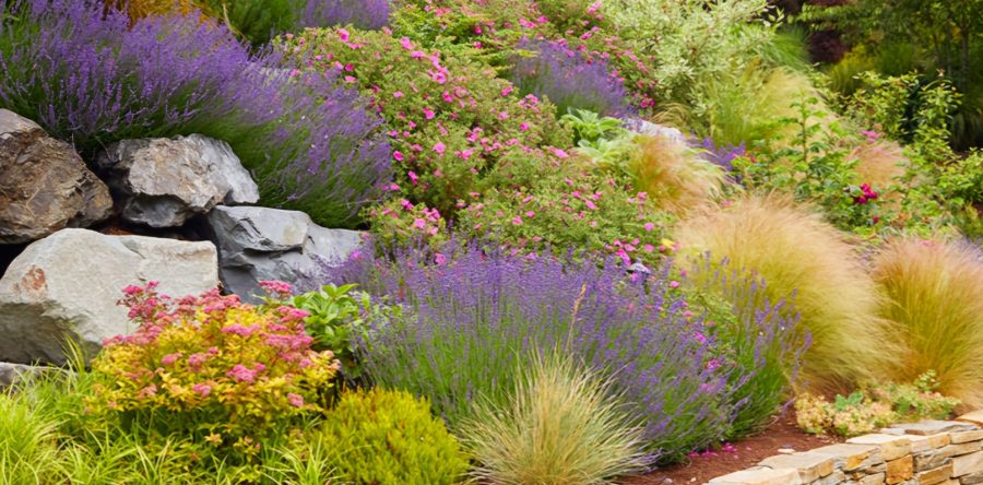 Easy-to-Grow Plants for Your Garden