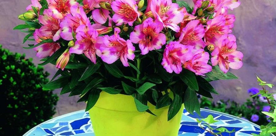 Why Alstroemeria is Special