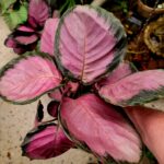 CALATHEA MISTY RED