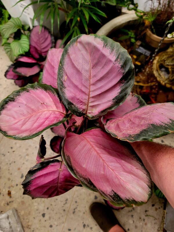 CALATHEA MISTY RED
