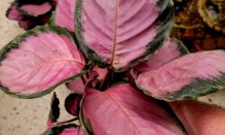 CALATHEA MISTY RED