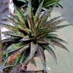 Mangave Pineapple Express 17cm