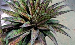 Mangave Pineapple Express