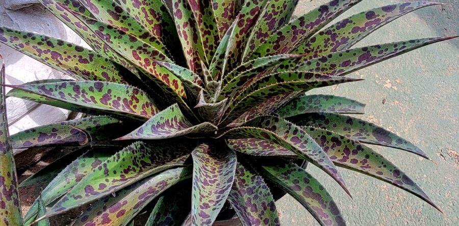 Mangave Pineapple Express