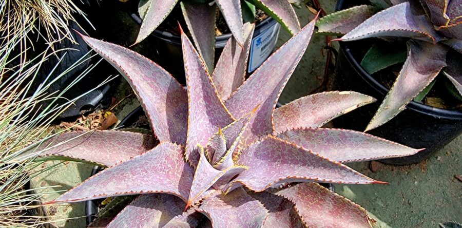 Mangave Purple People Eater