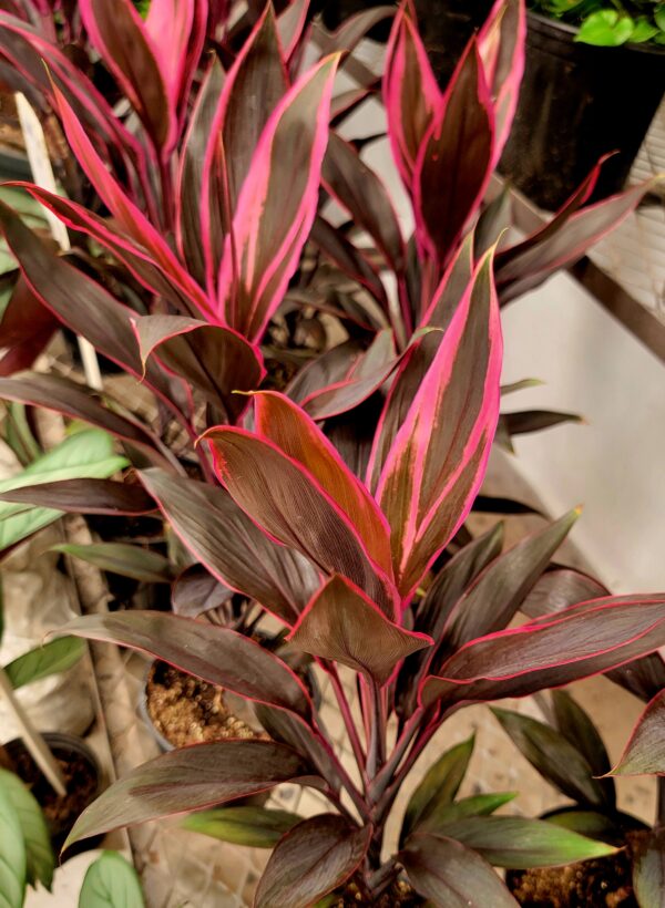 Cordyline Tango - Image 2