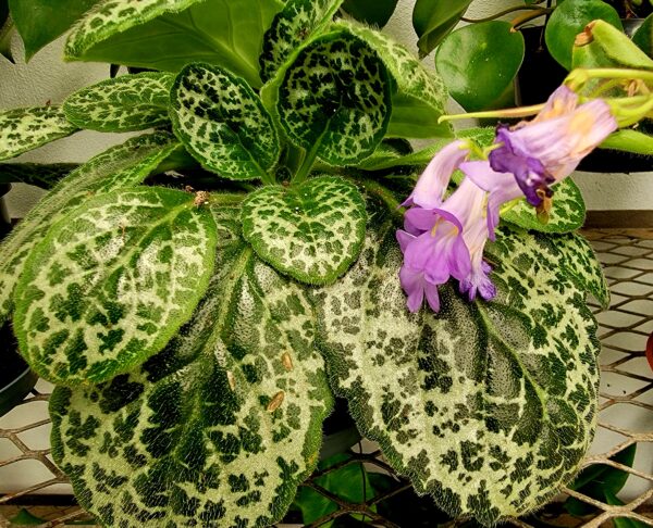 Streptocarpus 'Pretty Turtle'