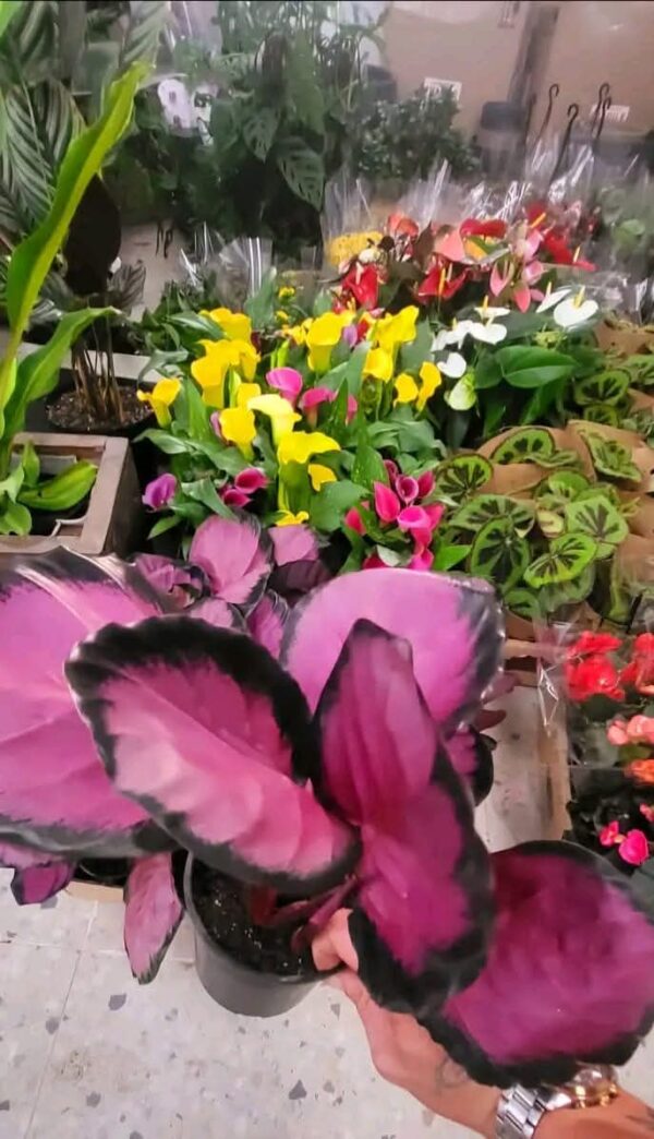 CALATHEA MISTY RED - Image 2