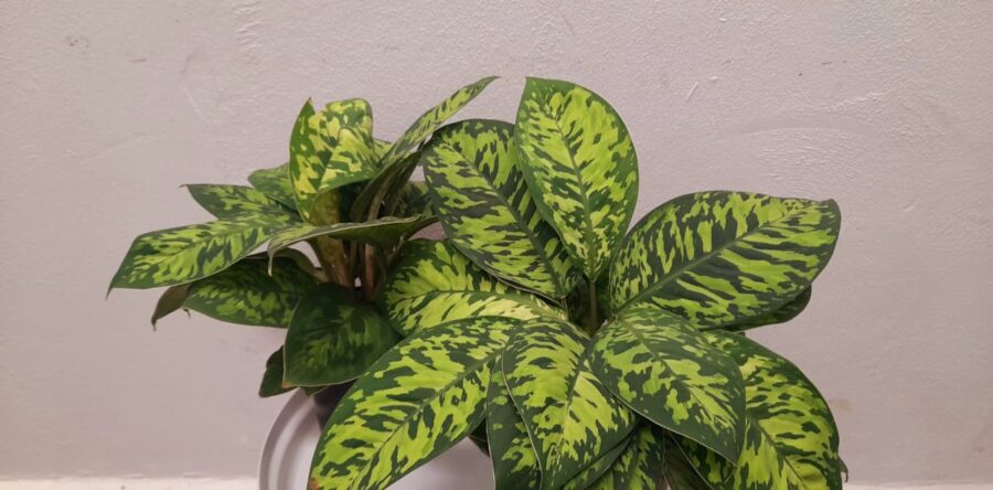 Homalomena Camouflage