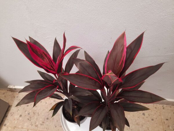 Cordyline Tango