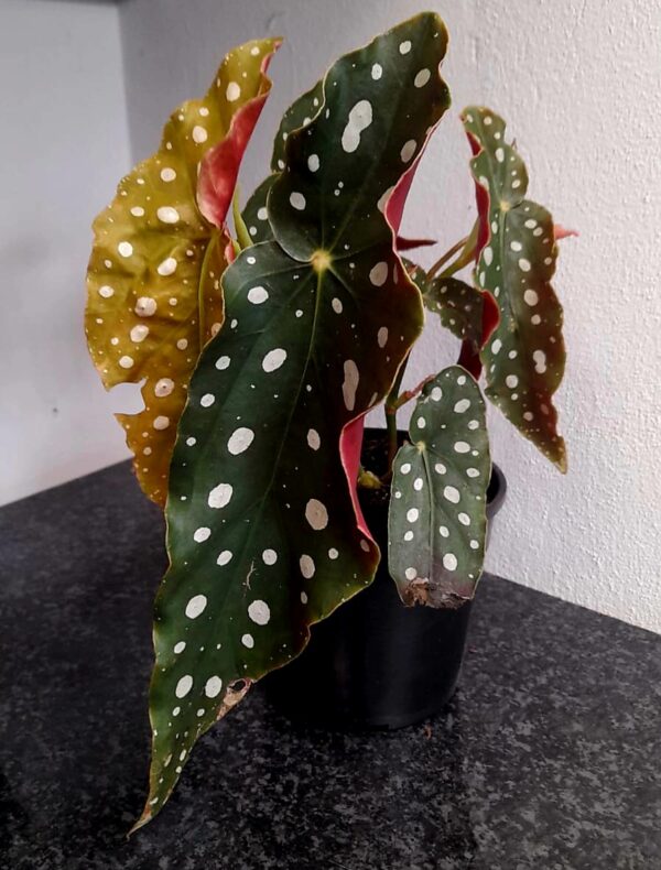 Begonia Maculata Wightti (Polka Dot)