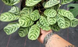 CALATHEA BURGLE MAX