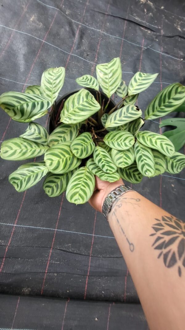 CALATHEA BURGLE MAX