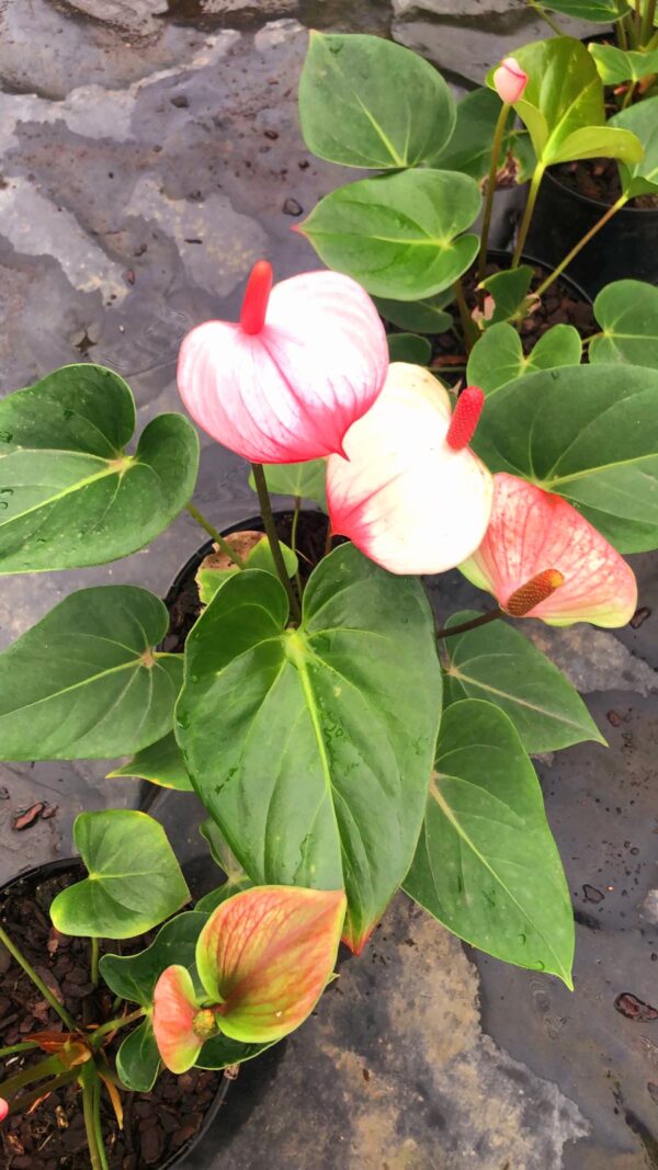 Anthurium andraeanum Pink Flamingo(Large)