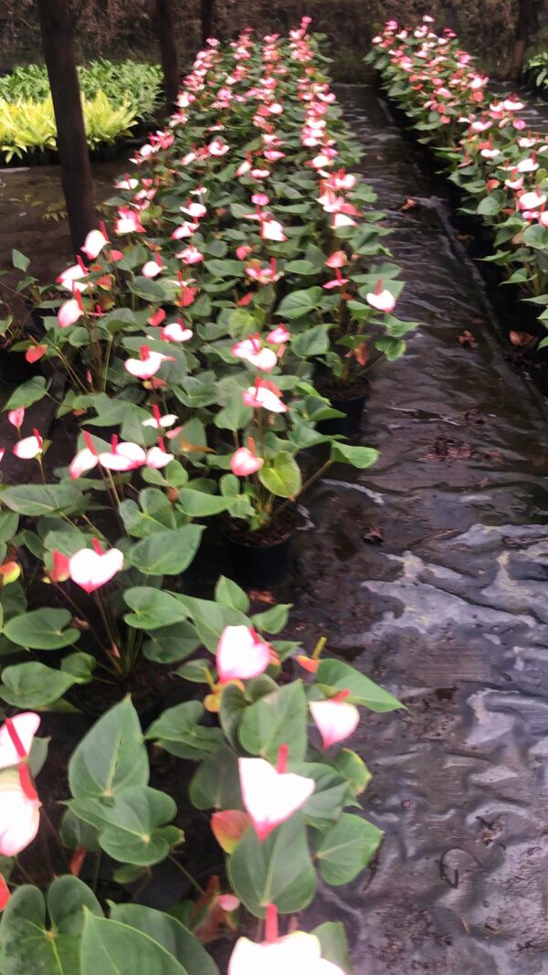 Anthurium andraeanum Pink Flamingo(Large) - Image 2