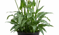ZANTEDESCHIA SCENTED LADY