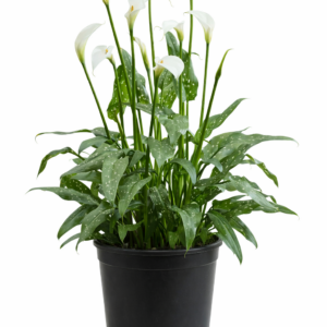 ZANTEDESCHIA SCENTED LADY