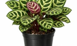 CALATHEA MAKOYANA