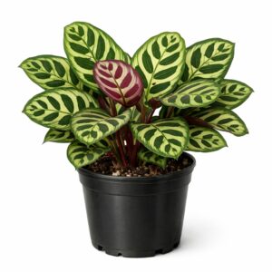 CALATHEA MAKOYANA